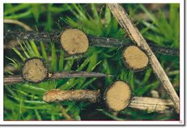 Attēlu rezultāti vaicājumam “Rosellinia desmazieri”