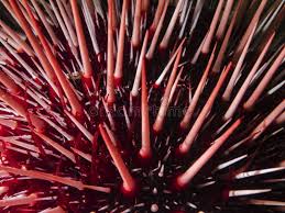 Image result for Mesocentrotus franciscanus