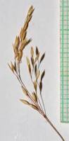 Attēlu rezultāti vaicājumam “Agrostis stolonifera subsp. straminea”