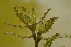 Attēlu rezultāti vaicājumam “Najas marina”