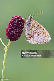 Attēlu rezultāti vaicājumam “Brenthis ino”