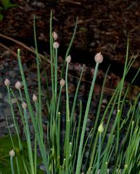 Attēlu rezultāti vaicājumam “Allium schoenoprasum bud”