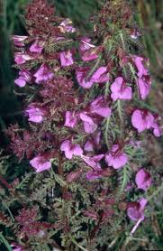 Attēlu rezultāti vaicājumam “Pedicularis palustris subsp. opsiantha”