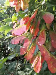 Attēlu rezultāti vaicājumam “Acer tataricum fruit”