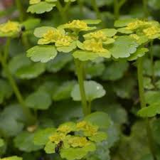 Attēlu rezultāti vaicājumam “Chrysosplenium alternifolium flower”