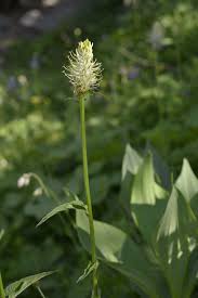 Attēlu rezultāti vaicājumam “Phyteuma spicatum fruit”