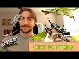 Attēlu rezultāti vaicājumam “Orthoptera”