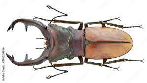 Attēlu rezultāti vaicājumam “Lucanidae”