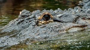 Image result for Alligator mississippiensis