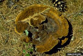 Attēlu rezultāti vaicājumam “Phaeolus schweinitzii”