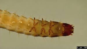 Attēlu rezultāti vaicājumam “Denticollis linearis”