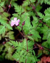Attēlu rezultāti vaicājumam “Geranium robertianum leaf”