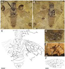 Attēlu rezultāti vaicājumam “Pamphiliidae”