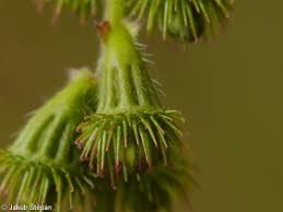 Attēlu rezultāti vaicājumam “Agrimonia eupatoria fruit”