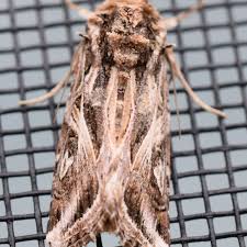 Attēlu rezultāti vaicājumam “Comatricha pulchella stalked”