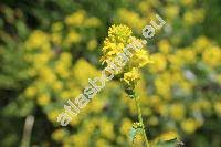 Attēlu rezultāti vaicājumam “Barbarea vulgaris subsp. arcuata”