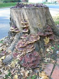 Attēlu rezultāti vaicājumam “Diderma rufostriatum sessile”