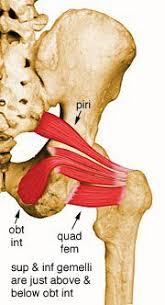 Attēlu rezultāti vaicājumam “Cribraria piriformis”