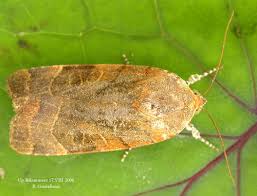 Attēlu rezultāti vaicājumam “Noctua fimbriata”