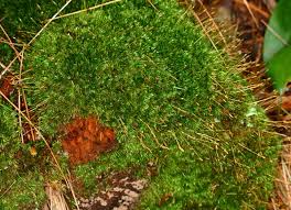 Attēlu rezultāti vaicājumam “Dicranum flagellare”