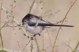 Attēlu rezultāti vaicājumam “Aegithalos caudatus adult”