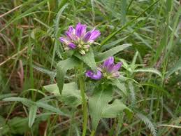 Attēlu rezultāti vaicājumam “Campanula glomerata leaf”