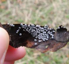 Attēlu rezultāti vaicājumam “Physarum murinum”