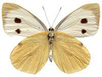 Attēlu rezultāti vaicājumam “Pieris brassicae”