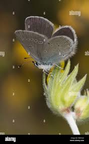 Attēlu rezultāti vaicājumam “Cupido minimus underside”