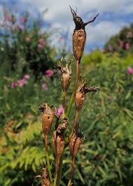Attēlu rezultāti vaicājumam “Campanula persicifolia bud”