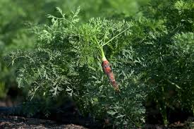 Attēlu rezultāti vaicājumam “Daucus sativus”