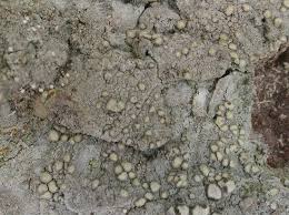 Attēlu rezultāti vaicājumam “Lecanactis abietina”