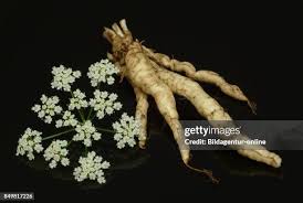 Attēlu rezultāti vaicājumam “Sium latifolium fruit”
