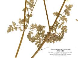 Image result for Anthriscus cerefolium
