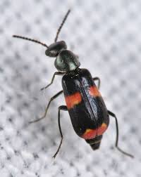 Attēlu rezultāti vaicājumam “Anthocomus fasciatus”