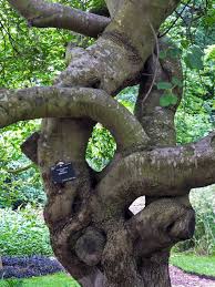 Attēlu rezultāti vaicājumam “Acer tataricum bud”