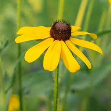 Attēlu rezultāti vaicājumam “Rudbeckia hirta var. hirta flower”