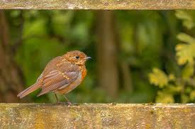 Attēlu rezultāti vaicājumam “Erithacus rubecula juvenile”