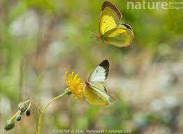 Attēlu rezultāti vaicājumam “Colias palaeno male”