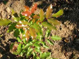 Attēlu rezultāti vaicājumam “Mahonia aquifolium leaf”