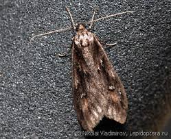 Attēlu rezultāti vaicājumam “Semioscopis avellanella”