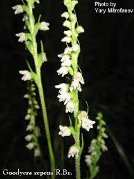 Attēlu rezultāti vaicājumam “Goodyera repens fruit”