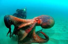 Image result for Enteroctopus dofleini