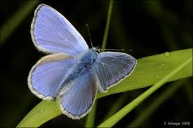 Attēlu rezultāti vaicājumam “Polyommatinae”