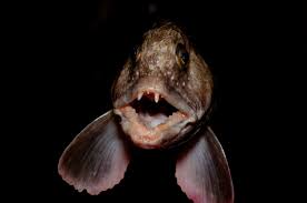 Image result for Anarhichas lupus