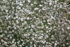 Image result for Gypsophila elegans