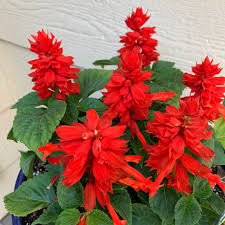 Image result for Salvia splendens