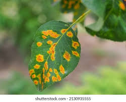 Attēlu rezultāti vaicājumam “Pucciniales”