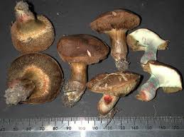 Attēlu rezultāti vaicājumam “Xerocomus chrysenteron”