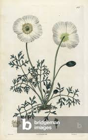 Image result for Alpenmohn